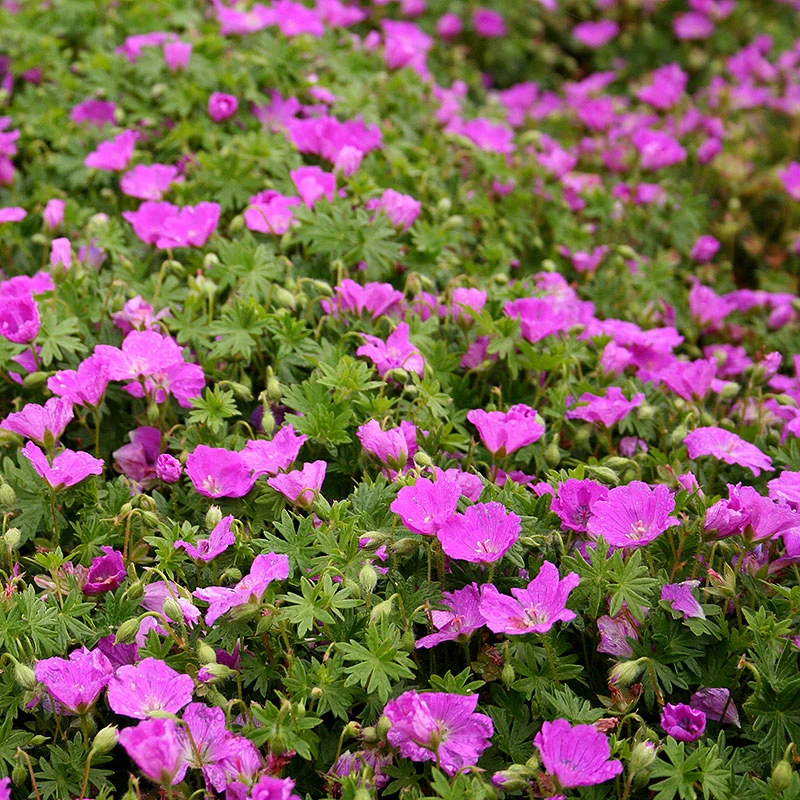 Blodnäva, 6-pack 3 Blodnäva, 6-pack