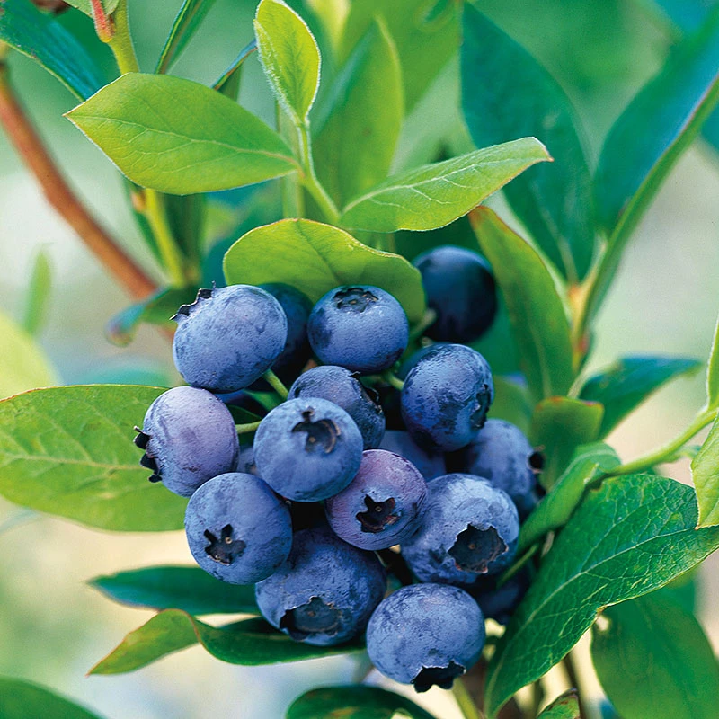 Amerikanskt Blåbär 'Goldtraube 71' 3 Amerikanskt Blåbär 'Goldtraube 71'
