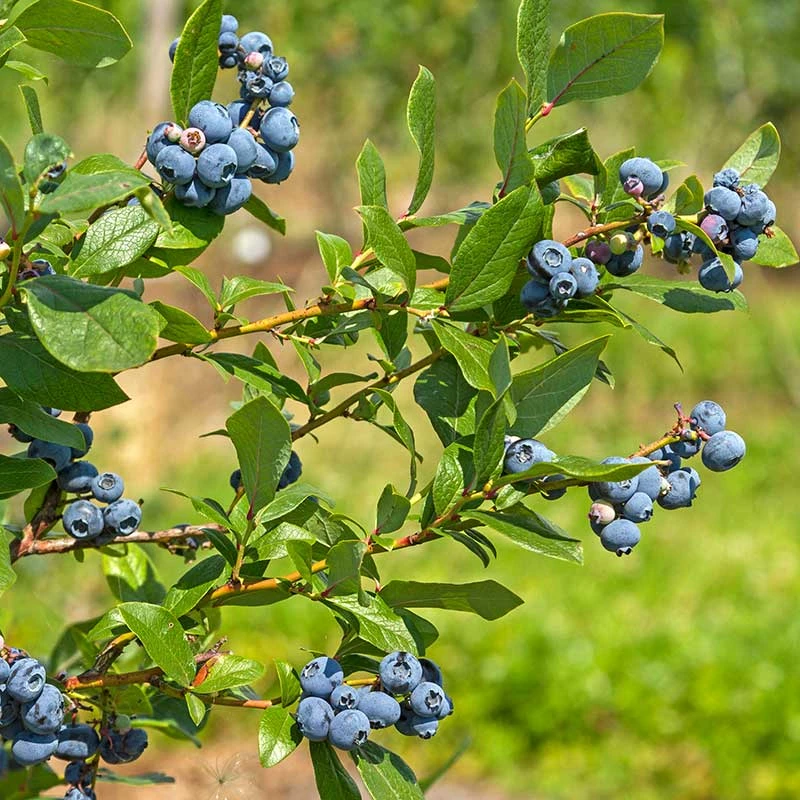 Amerikanskt Blåbär 'Northland', 10-pack 4 Amerikanskt Blåbär 'Northland', 10-pack - Image 2