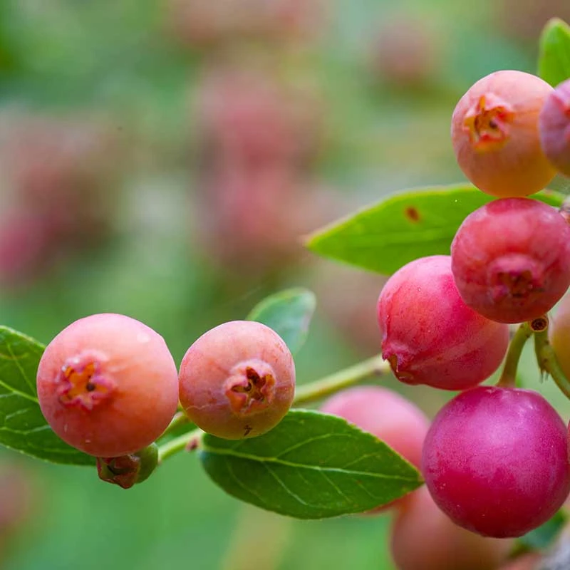 Amerikanskt Blåbär 'Pink Lemonade', 5-pack 4 Amerikanskt Blåbär 'Pink Lemonade', 5-pack - Image 2