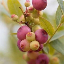 Amerikanskt Blåbär 'Pink Lemonade', 5-pack 7 Amerikanskt Blåbär 'Pink Lemonade', 5-pack -Elho Garden Shop amerikanskt blabar pink lemonade 2 1