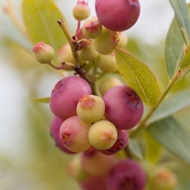 Amerikanskt Blåbär 'Pink Lemonade', 3-pack 5 Amerikanskt Blåbär 'Pink Lemonade', 3-pack - Image 3