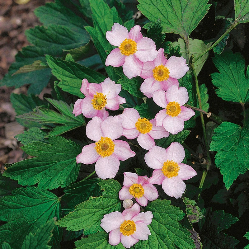 Höstanemon 'Robustissima' 3 Höstanemon 'Robustissima'