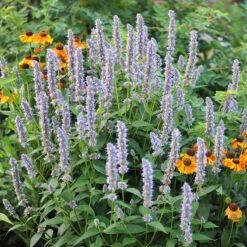 Anisört 'Blue Fortune', 6-pack 7 Anisört 'Blue Fortune', 6-pack -Elho Garden Shop anisort i rabbatt WH