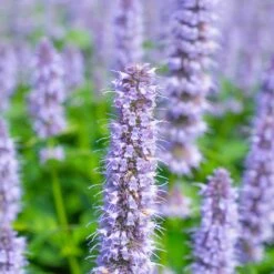 Anisört 'Blue Fortune', 6-pack