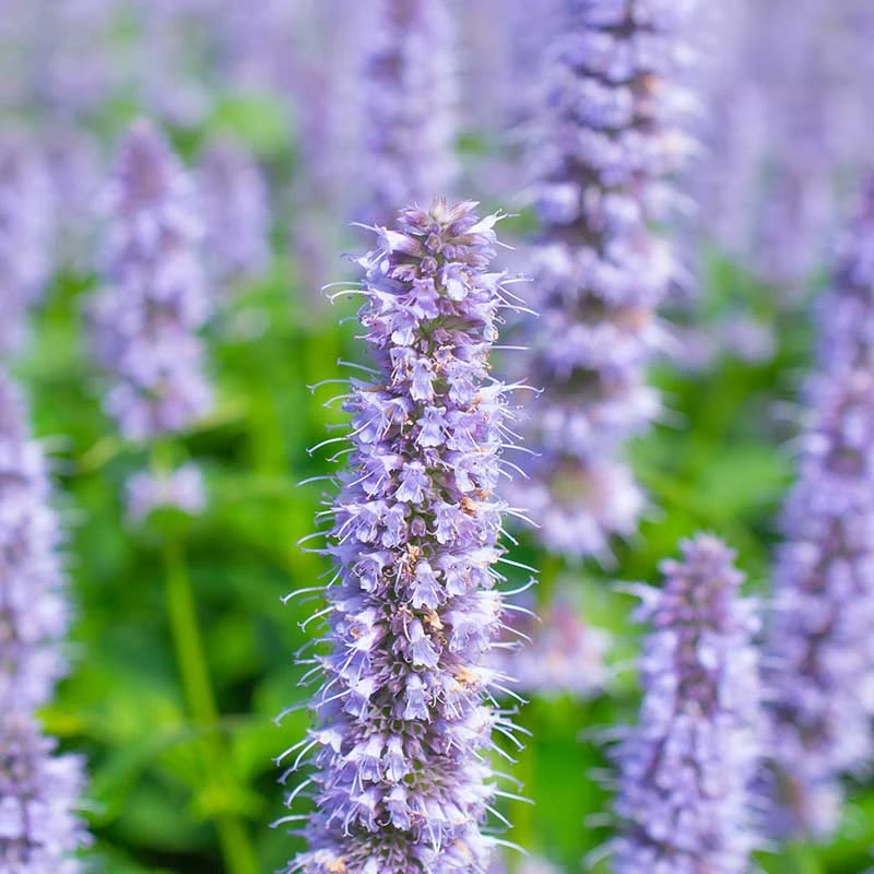 Anisört 'Blue Fortune', 6-pack 3 Anisört 'Blue Fortune', 6-pack