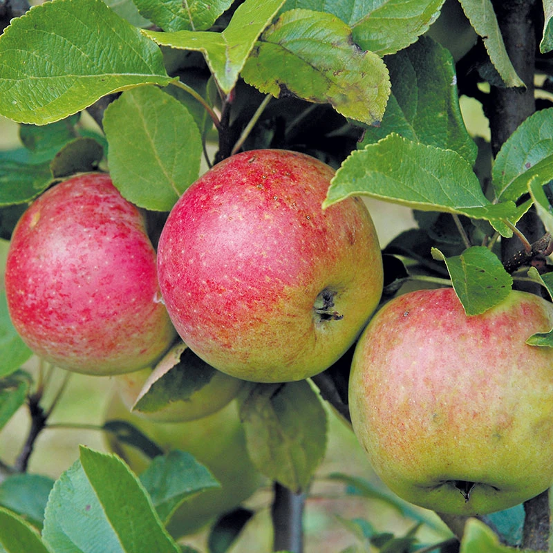 Äpple 'Amorosa' 3 Äpple 'Amorosa'