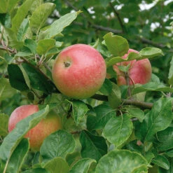 Äpple 'Aroma'