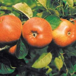 Äpple 'Cox Pomona'