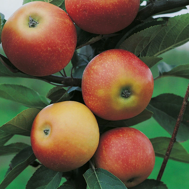 Äpple 'Discovery' 3 Äpple 'Discovery'