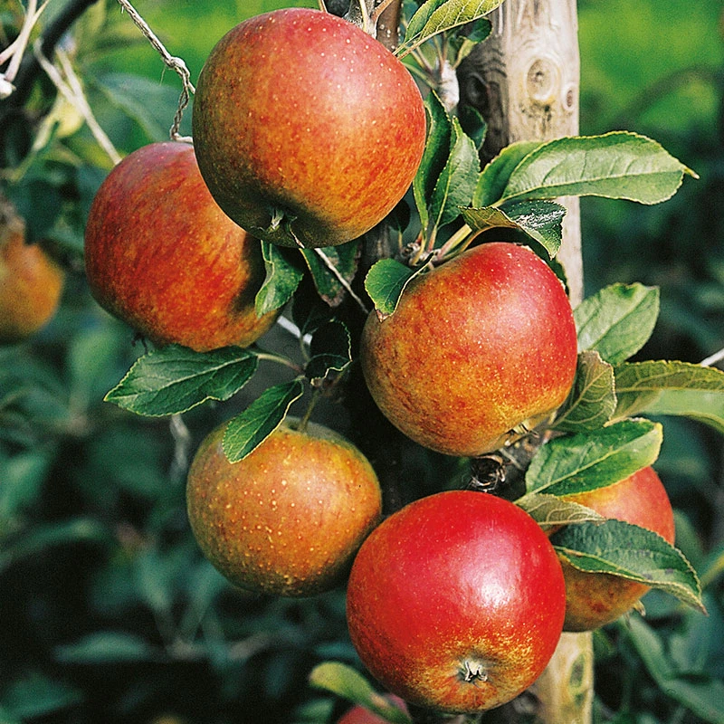 Äpple 'Aroma' E, Svagväxande 3 Äpple 'Aroma' E, Svagväxande