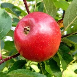Äpple 'Folke' - M Uppbindn