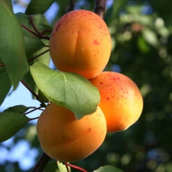 Aprikos 'Tros Oranje' -Elho Garden Shop aprikos tros oranje