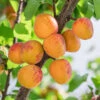 Aprikos 'Tros Oranje' 1 Aprikos 'Tros Oranje' -Elho Garden Shop aprikoser tros oranje