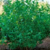 SlÄnaronia 'Elata' 30-50 Cm, 10-pack 2 SlÄnaronia 'Elata' 30-50 Cm, 10-pack -Elho Garden Shop aronia prunfolia