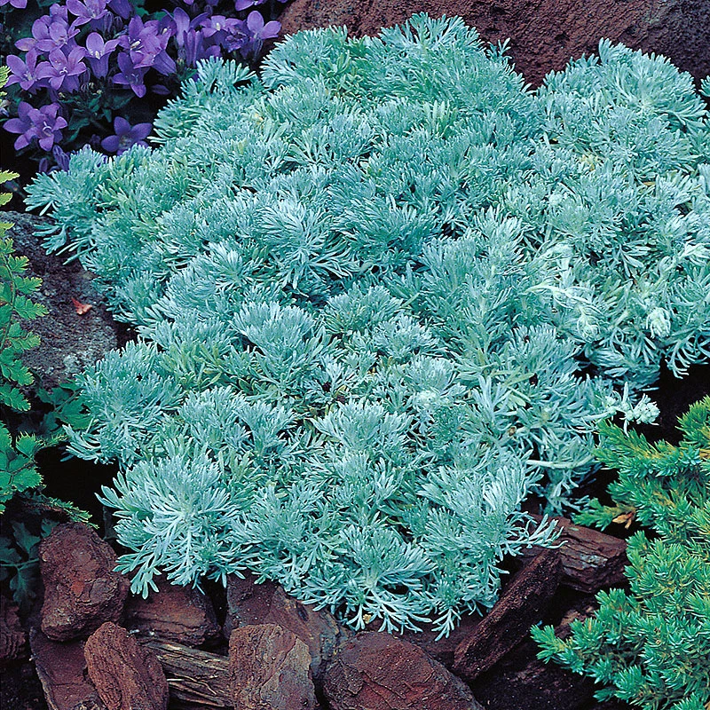 Krypmalört, 6-pack 3 Krypmalört, 6-pack