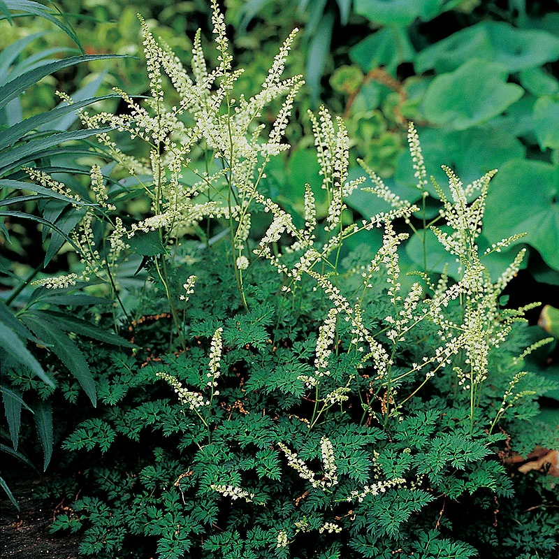 Koreansk Plymspirea, 3-pack 3 Koreansk Plymspirea, 3-pack