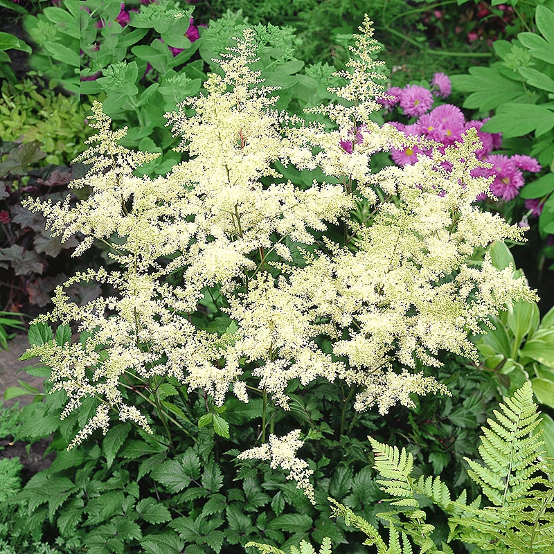 Astilbe Vit 'Brautenscheleier' , 3-pack 3 Astilbe Vit 'Brautenscheleier' , 3-pack