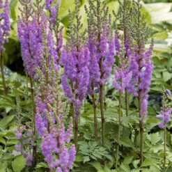 Dvärgastilbe, 3-pack 7 Dvärgastilbe, 3-pack -Elho Garden Shop astilbe chinensis pumila dvargastilbe