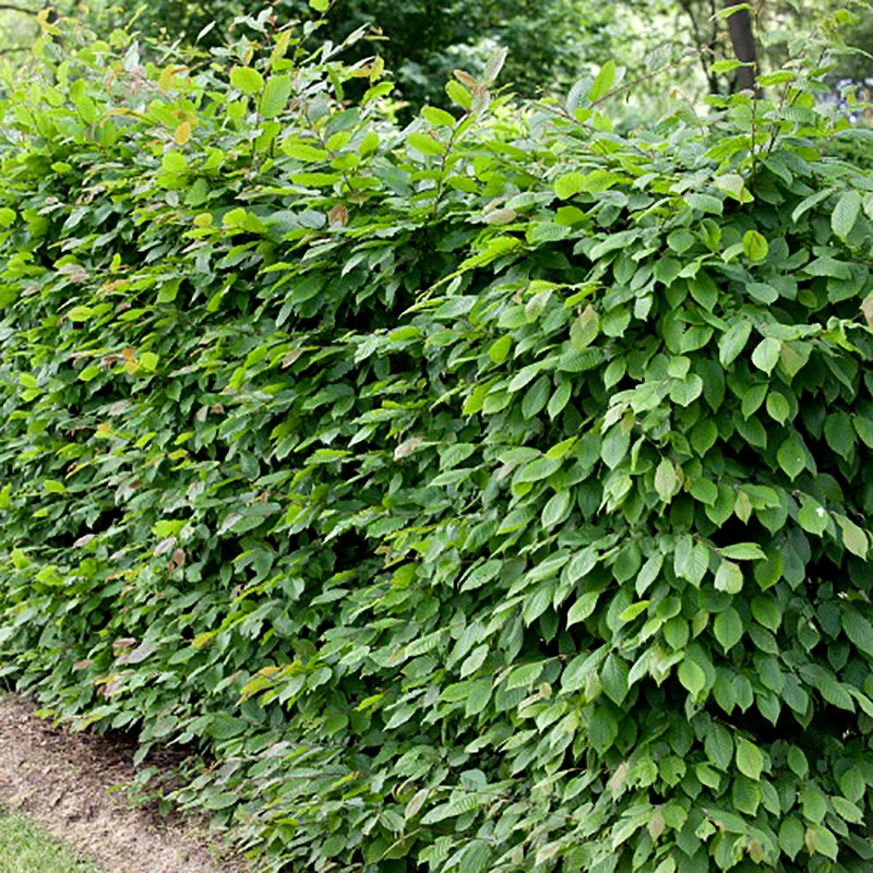 Avenbok 125-150 Cm, 10-pack 3 Avenbok 125-150 Cm, 10-pack