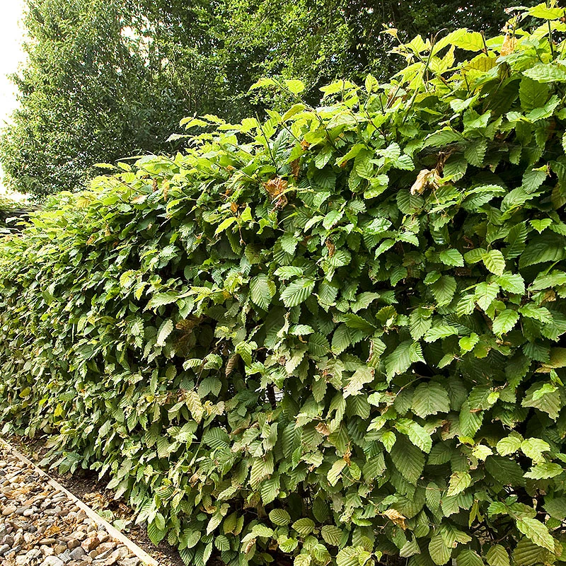 Avenbok 10-pack 3 Avenbok 10-pack