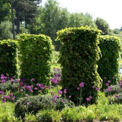 Avenbok 125-150 Cm, 10-pack 8 Avenbok 125-150 Cm, 10-pack -Elho Garden Shop avenboksplantor klippta i pelarform 1