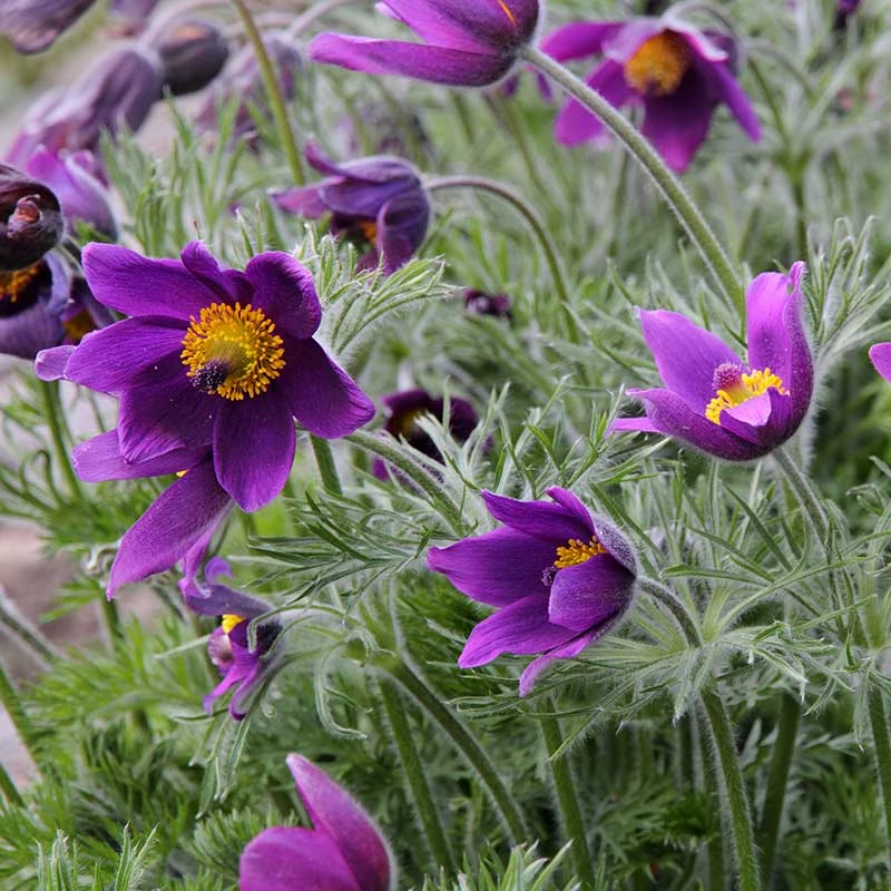 Backsippa, 6-pack 4 Backsippa, 6-pack - Image 2