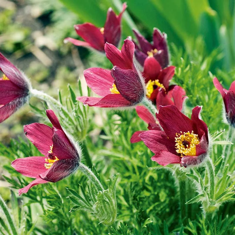 Backsippa 'Röde Klokke', 6-pack 4 Backsippa 'Röde Klokke', 6-pack - Image 2