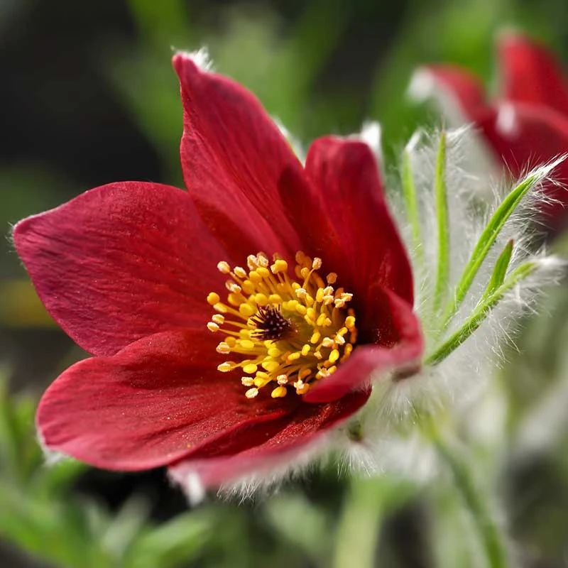 Backsippa 'Röde Klokke', 6-pack 3 Backsippa 'Röde Klokke', 6-pack