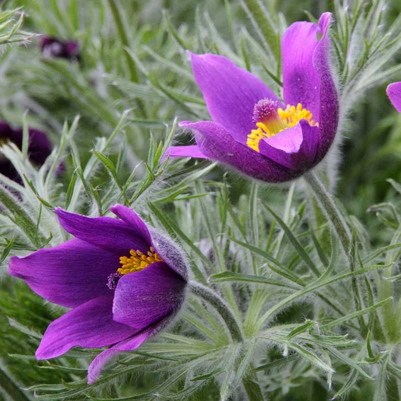 Backsippa, 6-pack 3 Backsippa, 6-pack