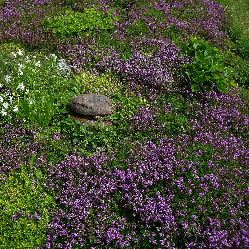 Backtimjan, 6-pack 3 Backtimjan, 6-pack