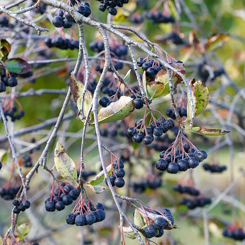 Slånaronia 'Elata' 30-50 Cm, 10-pack 4 Slånaronia 'Elata' 30-50 Cm, 10-pack - Image 2