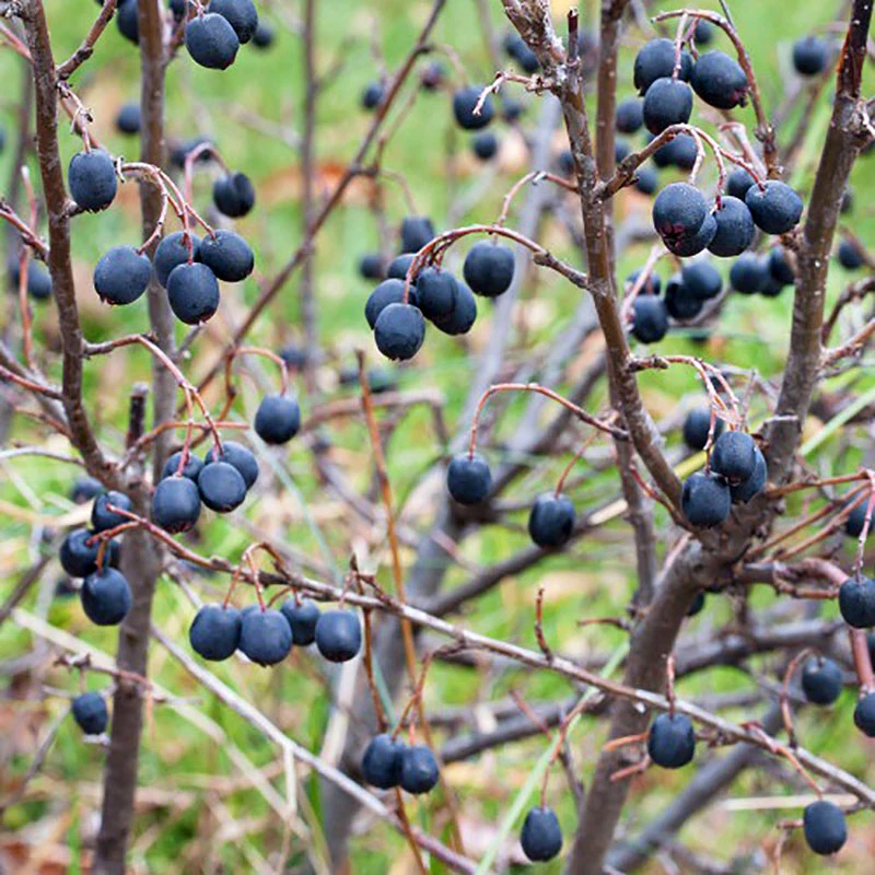 Häckoxbär 60-100 Cm, 50-pack 4 Häckoxbär 60-100 Cm, 50-pack - Image 2