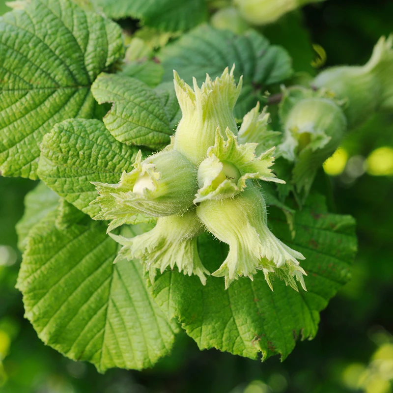 Hasselnöt 'Webb's Prize Cob', 1-pack 4 Hasselnöt 'Webb's Prize Cob', 1-pack - Image 2