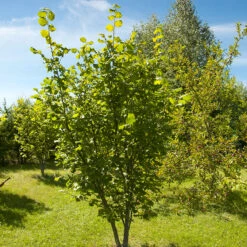 Hasselnöt 'Webb's Prize Cob', 1-pack 7 Hasselnöt 'Webb's Prize Cob', 1-pack -Elho Garden Shop barbuske hasselnot webbs prize cob 2