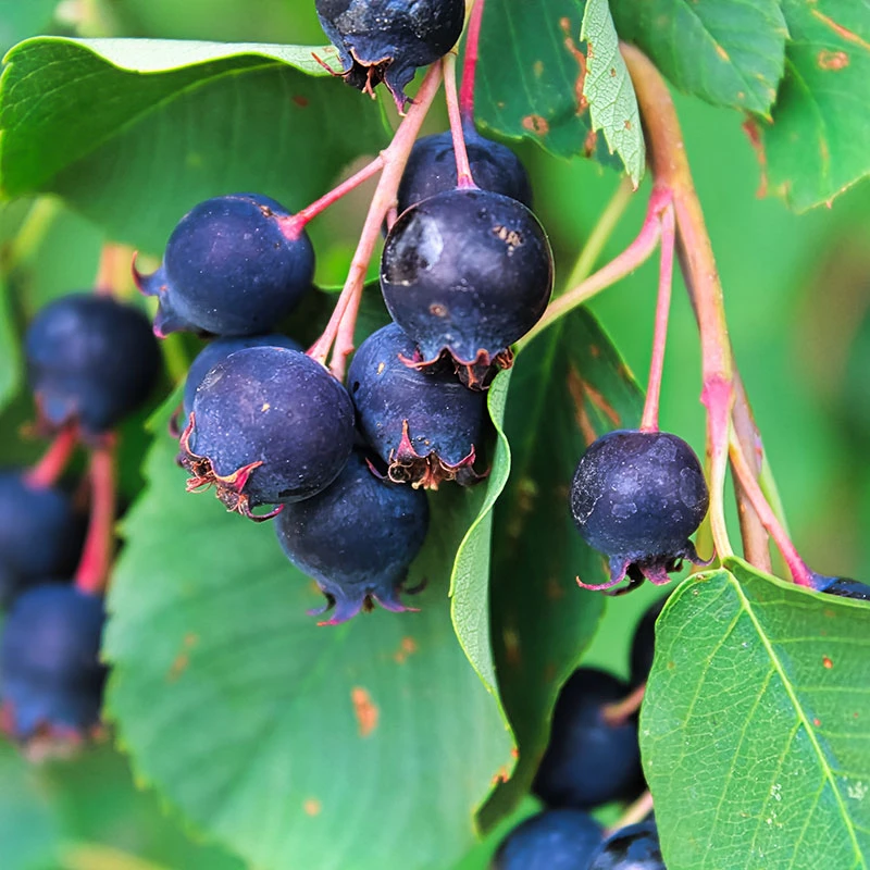 Bärhäggmispel 10-pack 4 Bärhäggmispel 10-pack - Image 2