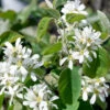 BÀrhÀggmispel 50-80 Cm, 10-pack 1 BÀrhÀggmispel 50-80 Cm, 10-pack -Elho Garden Shop barhaggmispel amelanchier alnifolia