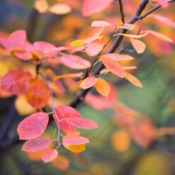 Bärhäggmispel 10-pack 7 Bärhäggmispel 10-pack -Elho Garden Shop barhaggmispel amelanchier alnifolia 2