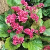 HjÀrtbergenia 'Rotblum', 6-pack 1 HjÀrtbergenia 'Rotblum', 6-pack -Elho Garden Shop bergenia cordifolia rotblum hjartbergenia