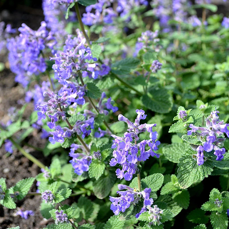Bergnepeta 'Linghem', 3-pack 3 Bergnepeta 'Linghem', 3-pack