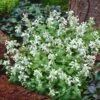 Bergnepeta 'Snowflake', 6-pack 1 Bergnepeta 'Snowflake', 6-pack -Elho Garden Shop bergnepeta snowflake