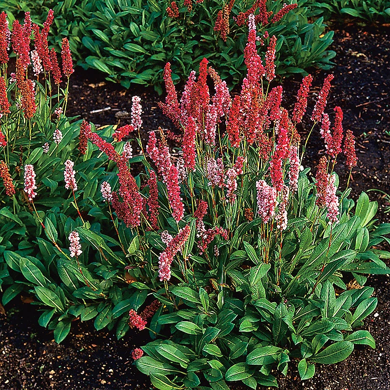 Bergormrot 'Darjeeling Red', 3-pack 4 Bergormrot 'Darjeeling Red', 3-pack - Image 2