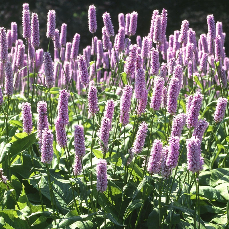 Stor Ormrot, 3-pack 4 Stor Ormrot, 3-pack - Image 2