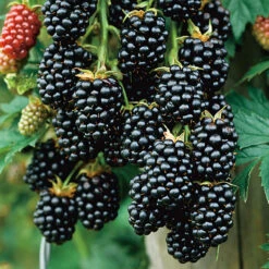 Björnbär 'Black Satin'