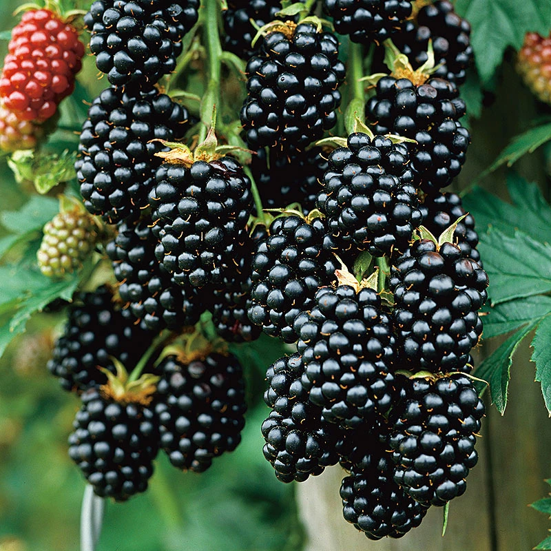 Björnbär 'Black Satin' 3 Björnbär 'Black Satin'