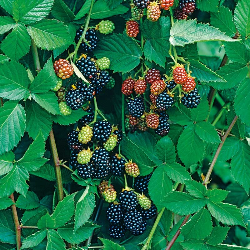 Björnbär 'Thornfree', 1-pack 4 Björnbär 'Thornfree', 1-pack - Image 2