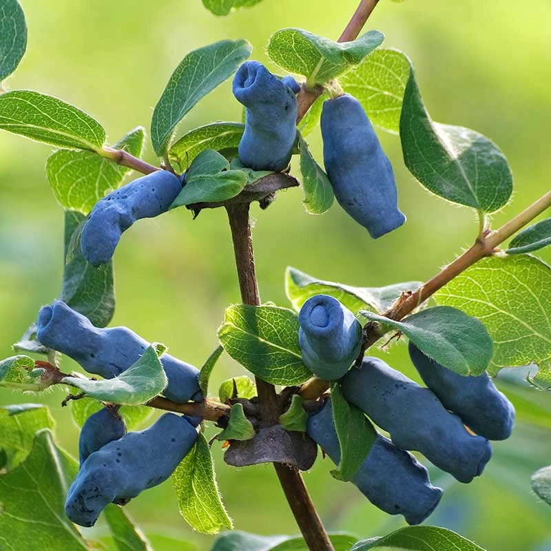 Blåbärstry 'Wojtek', 5-pack 3 Blåbärstry 'Wojtek', 5-pack