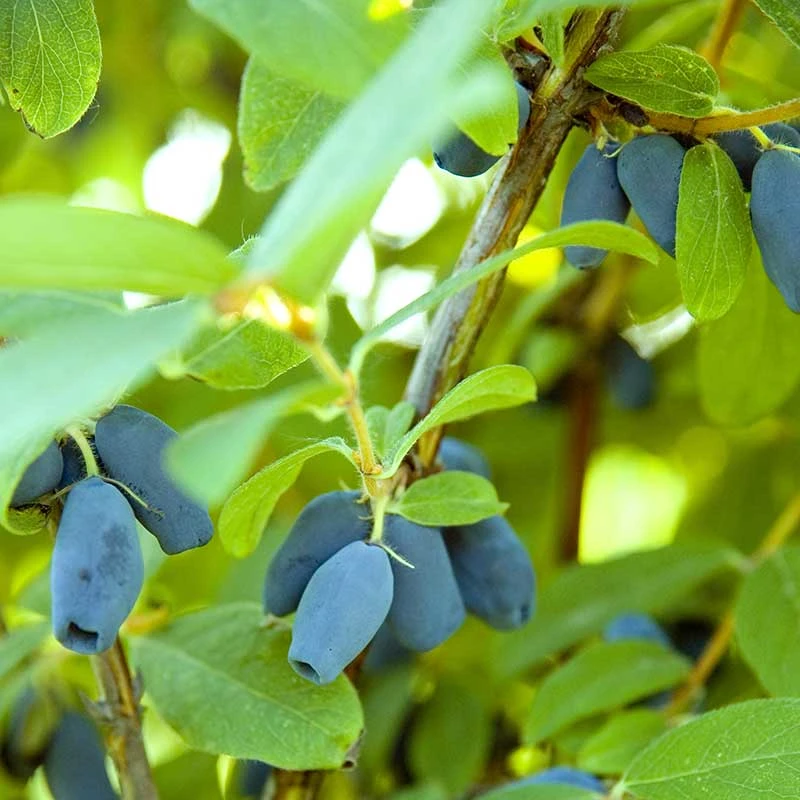 Blåbärstry 'Wojtek', 1-pack 4 Blåbärstry 'Wojtek', 1-pack - Image 2