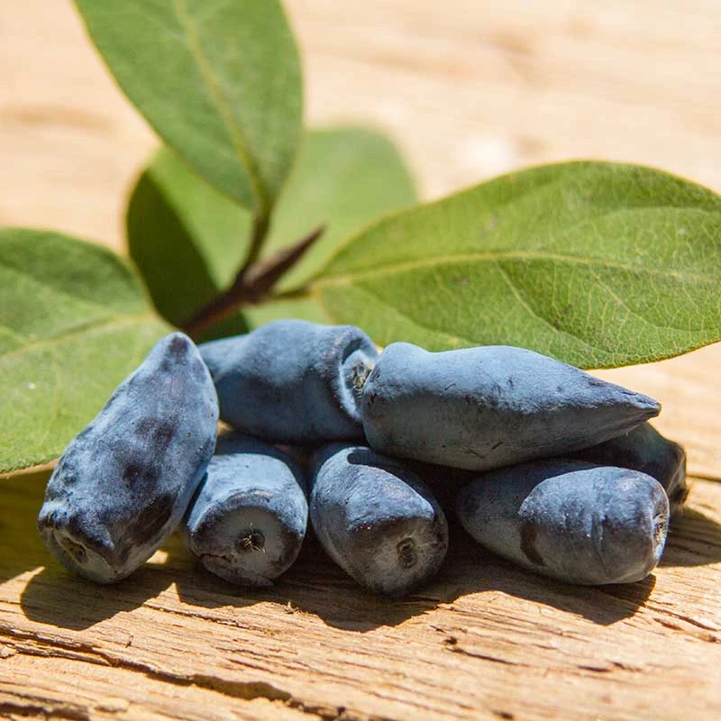 Blåbärstry 'Wojtek', 3-pack 5 Blåbärstry 'Wojtek', 3-pack - Image 3