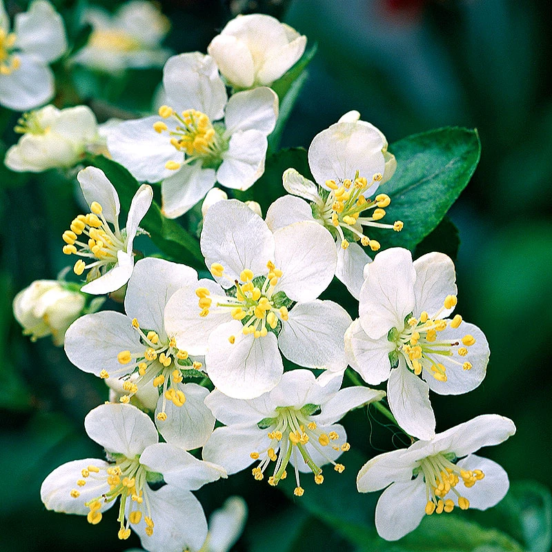 Bukettapel 30-50 Cm, 100-pack 4 Bukettapel 30-50 Cm, 100-pack - Image 2